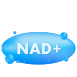 NAD+抗衰老